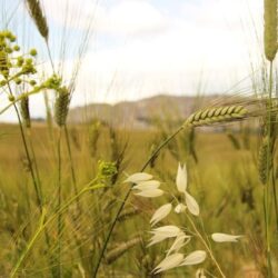 FARINE DI GRANO TENERO