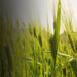 Farine di Grano Duro